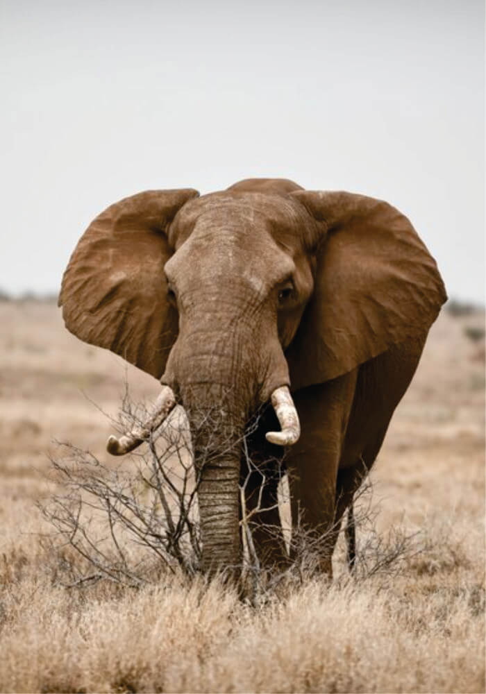 Kenia Tanzania Unirse a Safari - Presupuesto de 12 días Unirse a Safari