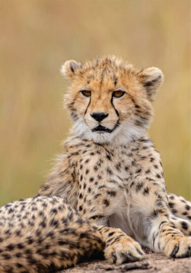 cheetah cub watching on 6-day Affordable group joining safari across Kenya