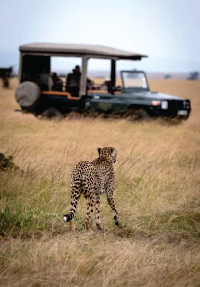 Young adult cheetah walking peacefully towards a green open sided safari vehicle on affordable Africa jeep joining safari tour Kenya, Tanzania