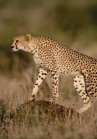 cheetah walking in the bush on 9-Day budget joining safari packages to Kenya, Tanzania