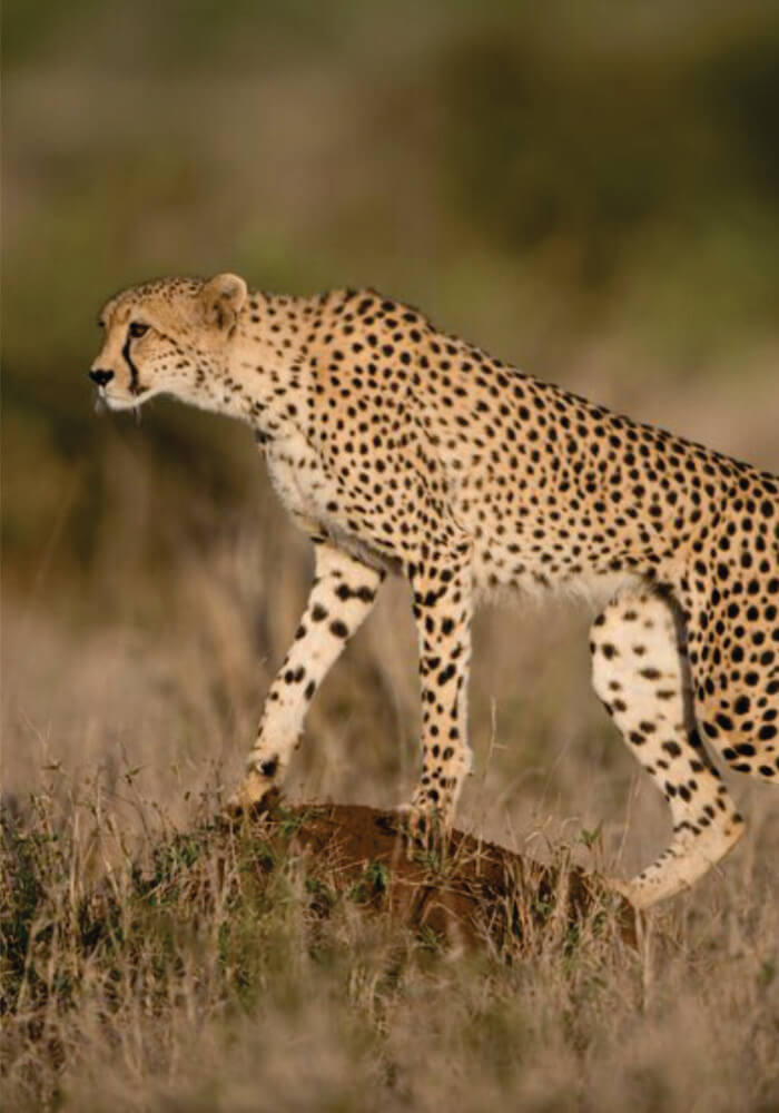 cheetah walking in the bush on 9-Day budget joining safari packages to Kenya, Tanzania