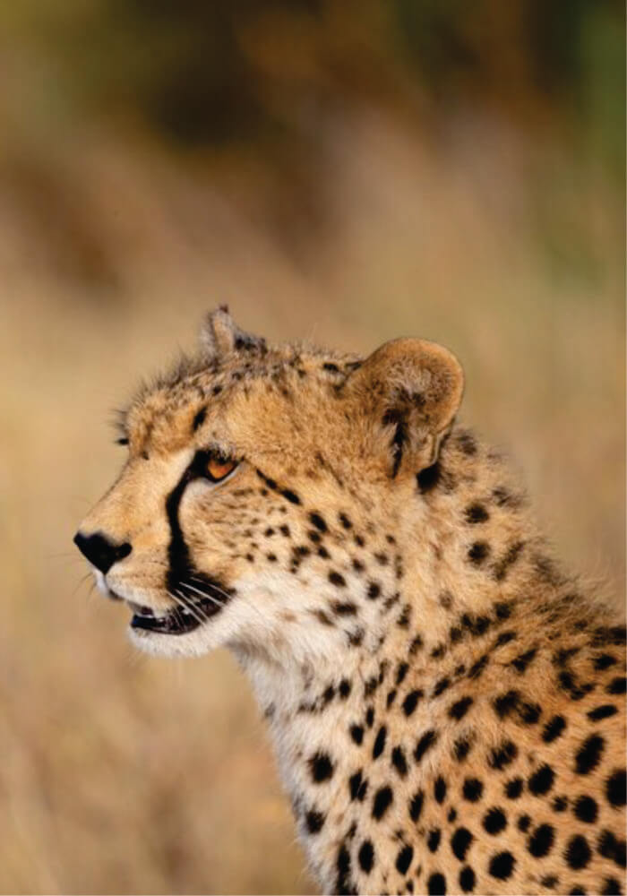 Young adult cheetah watching on affordable small group Masai Mara 3 day safari tours