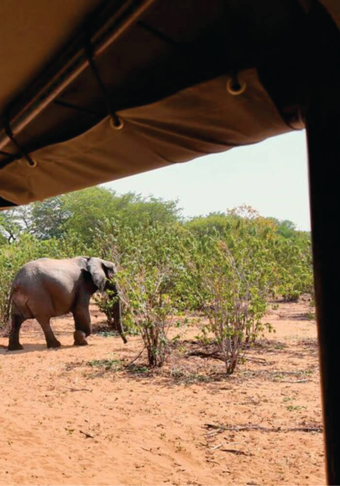 Young elephant walking near jeep on 12-day cheap joining safari in Tanzania and Kenya