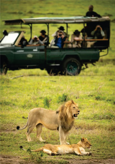 Green jeep with group of tourists running through grasslands near two lions on budget Nairobi joining safari Masai Mara