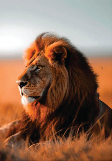 Lion lying in bush looking into distance on Kenya & Tanzania Joining Safari on a Budget