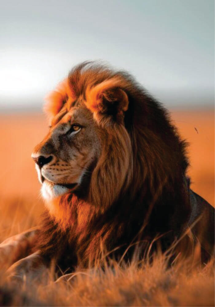 Lion lying in bush looking into distance on Kenya & Tanzania Joining Safari on a Budget