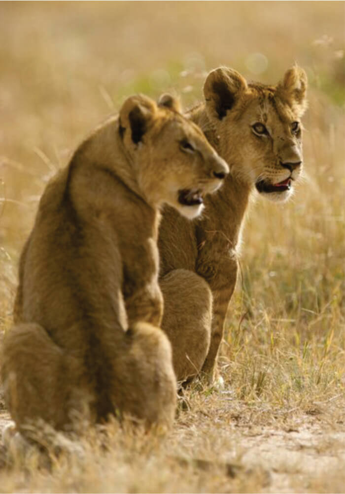 Two lionesses lying next to each other in tall grass on Masai Mara Joining Budget Camping Safaris in Kenya