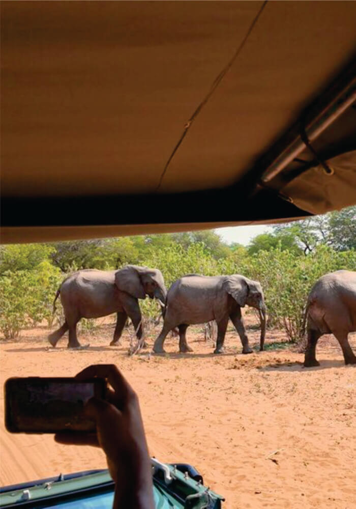 Four African elephants walking peacefully past a green safari vehicle jeep on 10-day budget Kenya Tanzania group joining safari in East Africa