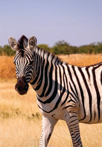 Zebra walking in the bush on 7-day budget Kenya group Joining safari packages